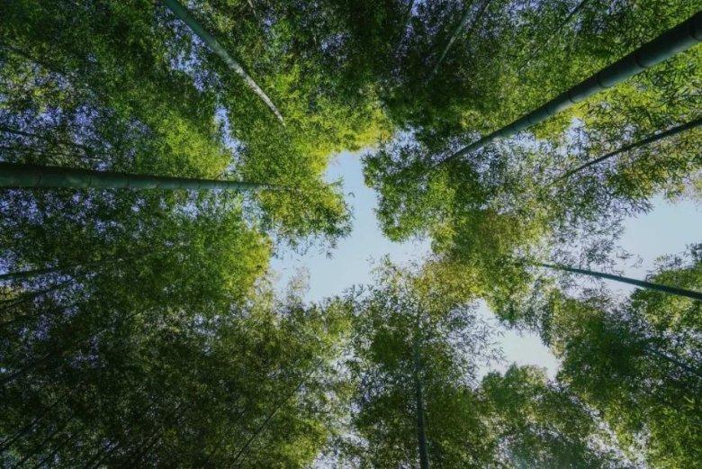 解惑蜗牛-萝卜一般怎么做好吃问答平台